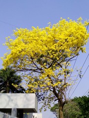 Handroanthus guayacan