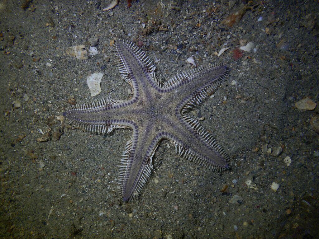 Astropecten mauritianus
