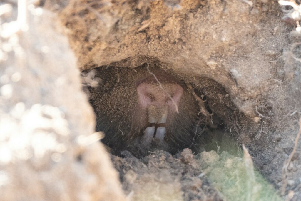 Lesser Blind Mole Rat