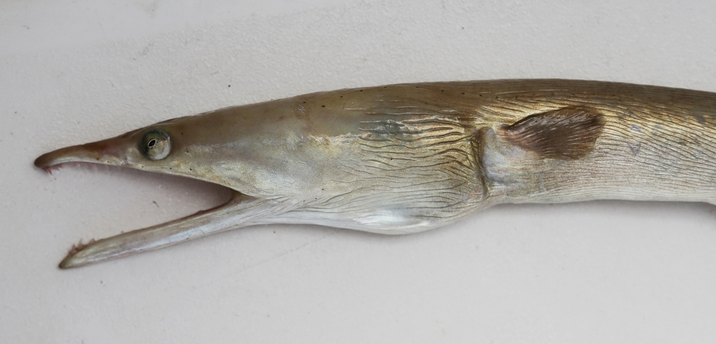 Serpent eel (Ophisurus serpens) — Ophichthidae