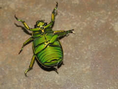 Chrysina