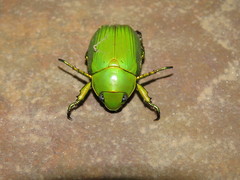 Chrysina