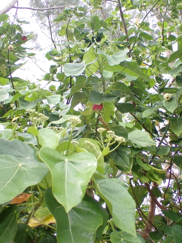 Lantern tree (Hernandia nymphaeifolia)