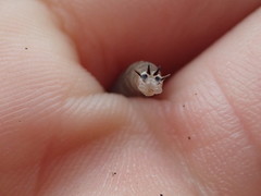 Tipula entomophthorae