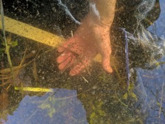 Ambystoma gracile