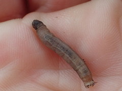 Tipula entomophthorae