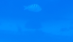 Abudefduf abdominalis