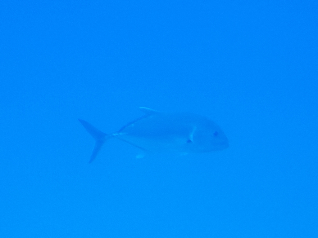 Giant trevally