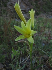 Zephyranthes montana