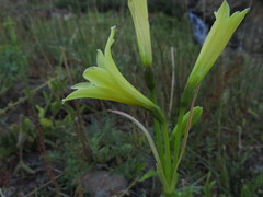 Zephyranthes montana