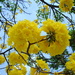 Tabebuia guayacan - Photo (c) Luis Pérez, some rights reserved (CC BY)