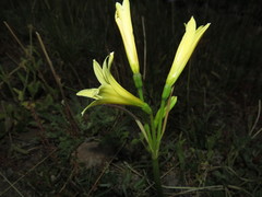 Zephyranthes montana