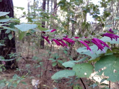 Salvia iodantha