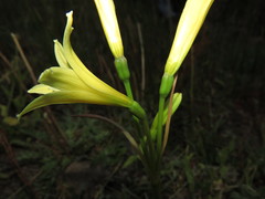 Zephyranthes montana