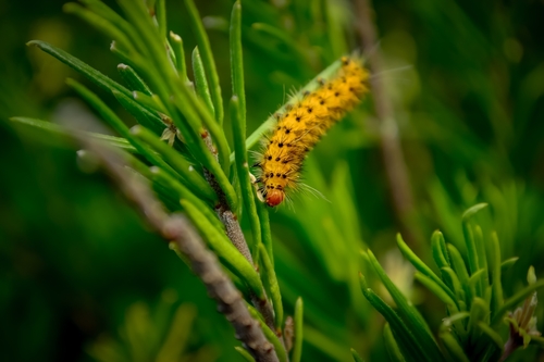 Lerina incarnata