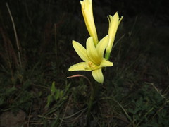 Zephyranthes montana