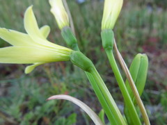 Zephyranthes montana