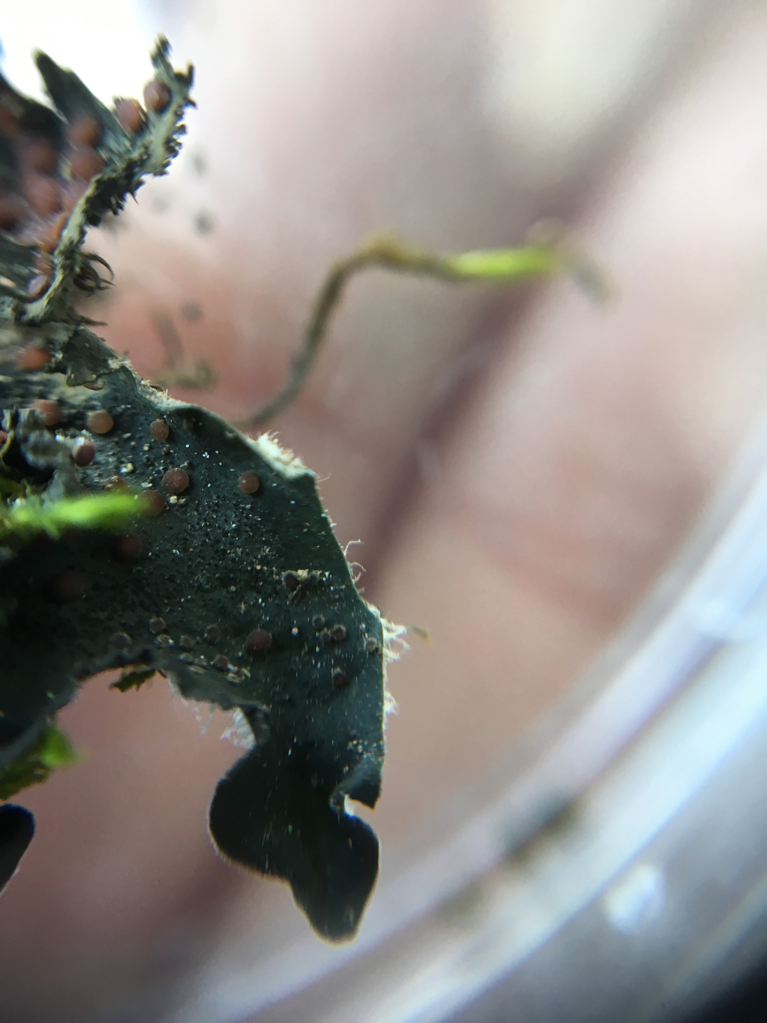 Leptochidium albociliatum image