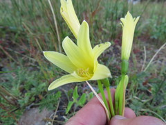 Zephyranthes montana