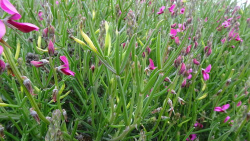 Image of Indigofera platypoda by (c) Paul Emms, some rights reserved (CC BY-SA)