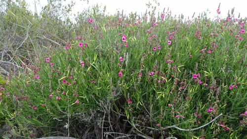 West Coast Indigo (Indigofera platypoda)