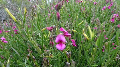 Image of Indigofera platypoda by (c) Paul Emms, some rights reserved (CC BY-SA)