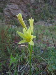 Zephyranthes montana