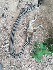 Conophis vittatus