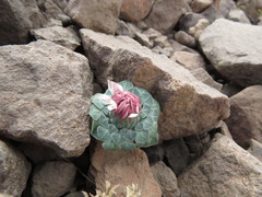 Chaetanthera renifolia