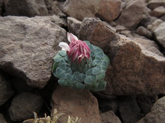 Chaetanthera renifolia