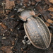 Carabus italicus - Photo (c) Luciano Arcorace, some rights reserved (CC BY-NC), uploaded by Luciano Arcorace