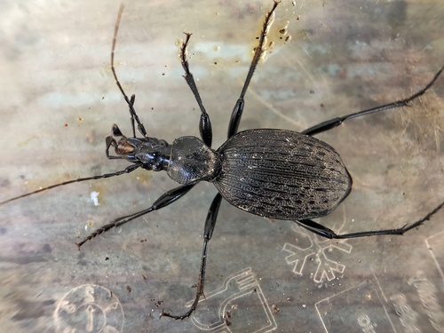 セダカオサムシ属 (属 Cychrus) · iNaturalist