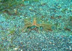 Achaeus japonicus