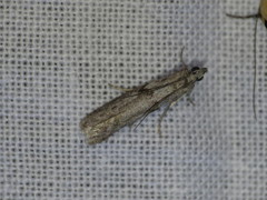 Homoeosoma vagella