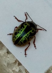 Calligrapha pantherina