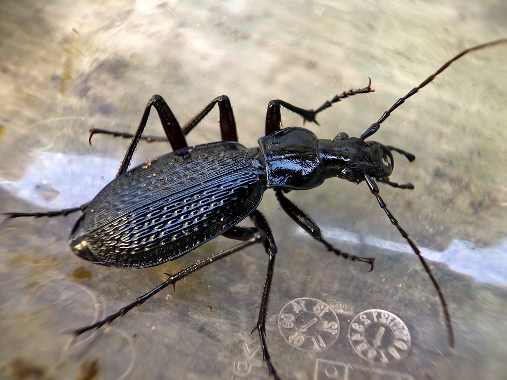 Carabus constantinowi