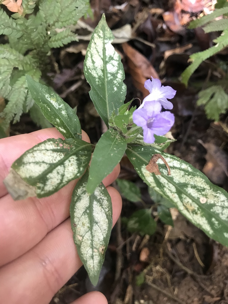 Ruellia costaricensis