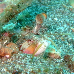 Lysiosquillina maculata