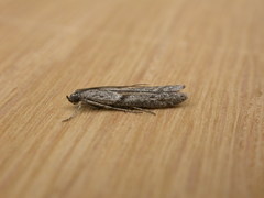 Homoeosoma vagella