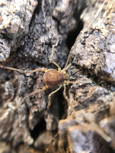 daddy longlegs