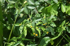 Tilesia baccata