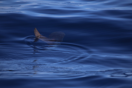 photo of Bump-head Mola (Mola alexandrini)