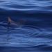 photo of Bump-head Mola (Mola alexandrini)