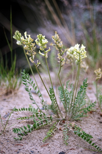 field locoweed (Oxytropis campestris var. varians)