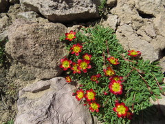 Calandrinia caespitosa