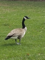 Branta canadensis