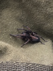 Uliodon albopunctatus