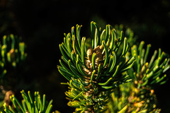 Pinus culminicola