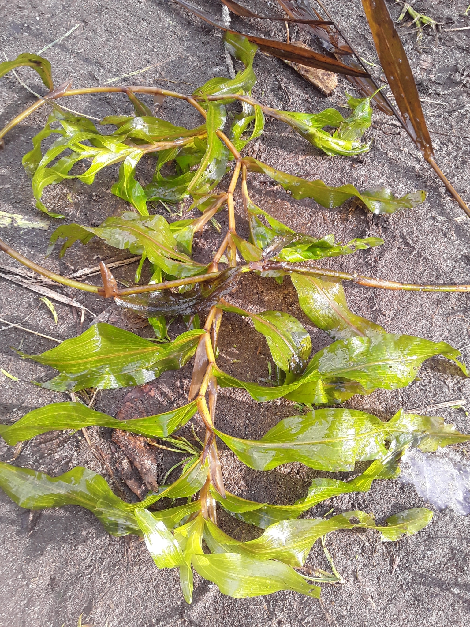 Potamogeton praelongus