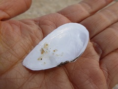 Megangulus bodegensis